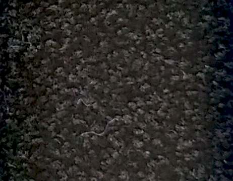 Performans Gold-Koyu Kahve